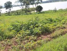 Land for sale in Bugesera Gashora of Rwanda hot deal access on lake - Image 1
