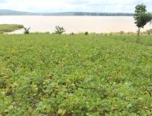 Land for sale in Bugesera Gashora of Rwanda hot deal access on lake - Image 3