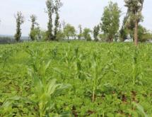 Land for sale in Bugesera RILIMA near airport of Rwanda Access on main road  - Image 1