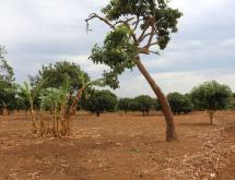 Land for sale and house in Bugesera RILIMA near airport of Rwanda hot deal access - Image 5
