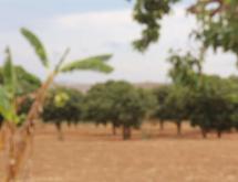 Land for sale and house in Bugesera RILIMA near airport of Rwanda hot deal access - Image 3