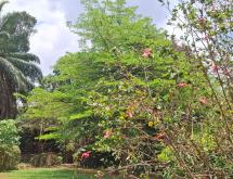 Kigali Family house available for rent in Kiyovu near Indabo Café. - Image 3