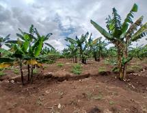 big land for sale in Rwamagana  - Image 1