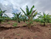 big land for sale in Rwamagana  - Image 2