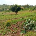 Plots for sales in Kicukiro