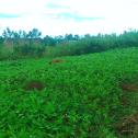 Ten hectares land for sale in Kinyinya