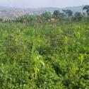 A big  plot for sale in Gahanga Kigali
