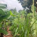 Kigali Nice plot for sale in Kinyinya 