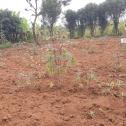 Plot for sale at Bugesera, near International Airport in residential