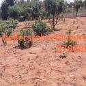 Plot for sale at Bugesera, near International Airport in Residential Area