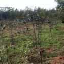Plot for sale at Bugesera, near International Airport in residential