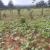 Residential land for sale Juru near airport of Rwanda